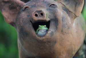 pig and frog